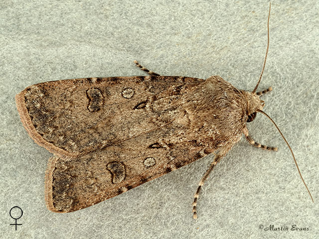  73.319 Turnip Moth female Copyright Martin Evans 