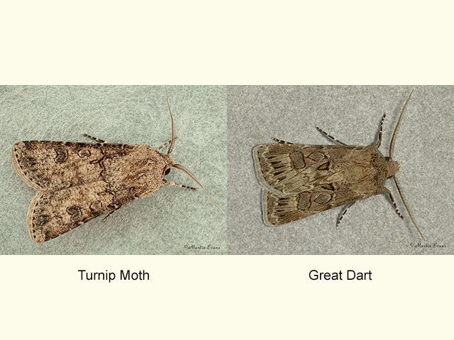  73.319 Turnip Moth and Great Dart Copyright Martin Evans 