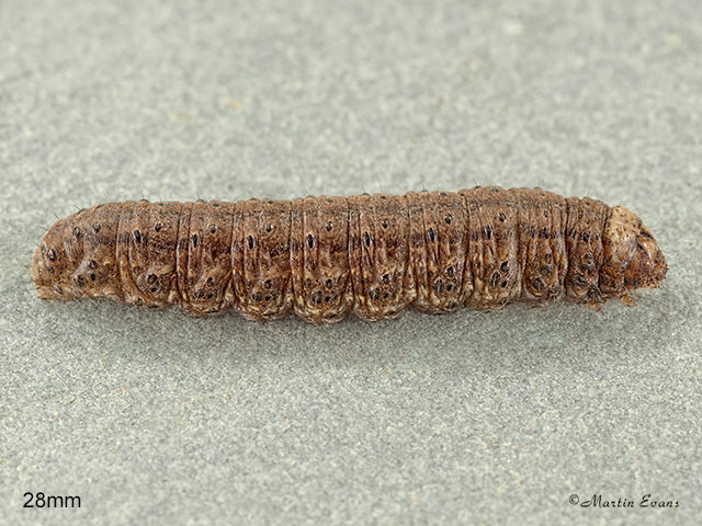  73.320 Heart and Club larva 28mm Copyright Martin Evans 