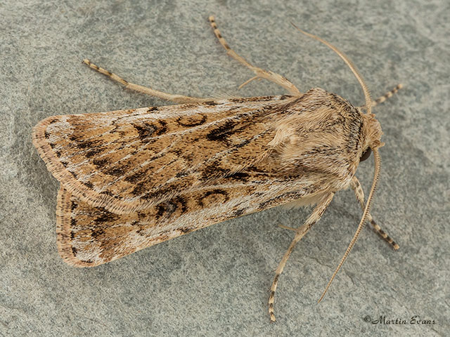  73.323 Sand Dart Copyright Martin Evans 