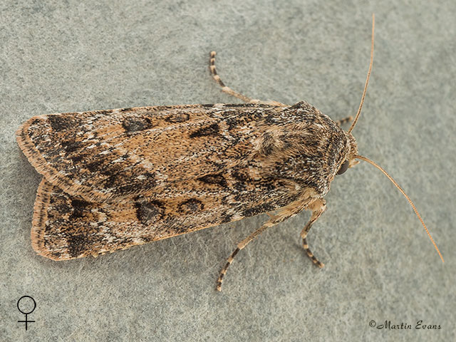  73.323 Sand Dart Copyright Martin Evans 