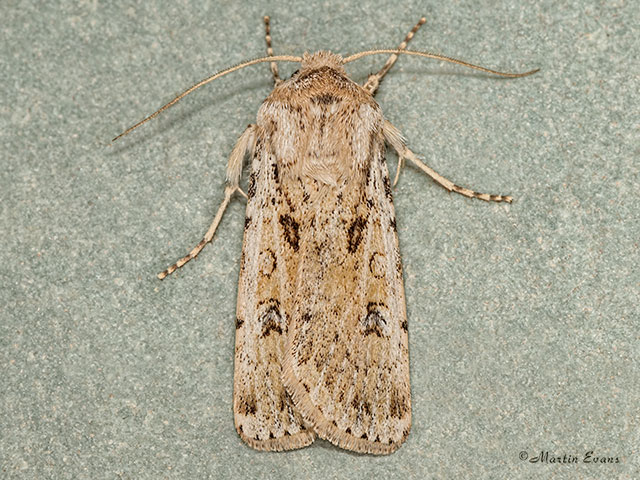  73.323 Sand Dart Copyright Martin Evans 