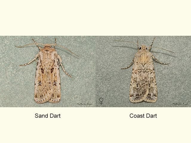  73.323 Sand Dart and Coast Dart Copyright Martin Evans 