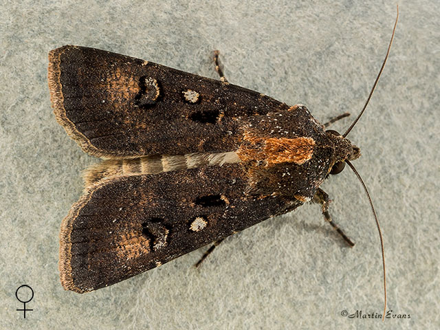  73.324 Crescent Dart female Copyright Martin Evans 