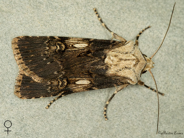  73.325 	Shuttle-shaped Dart female Copyright Martin Evans 