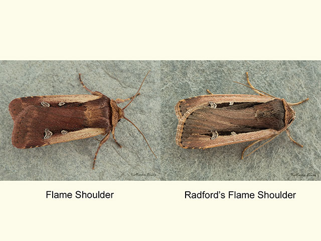  73.329 Flame Shoulder and Radford's Flame Shoulder Copyright Martin Evans 
