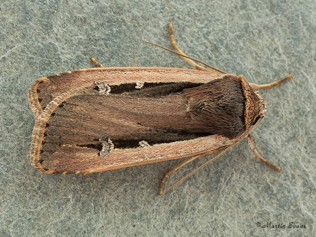  73.330 Radford's Flame Shoulder Copyright Martin Evans 