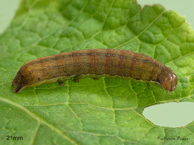  73.330 Radford's Flame Shoulder larva 21mm Copyright Martin Evans 