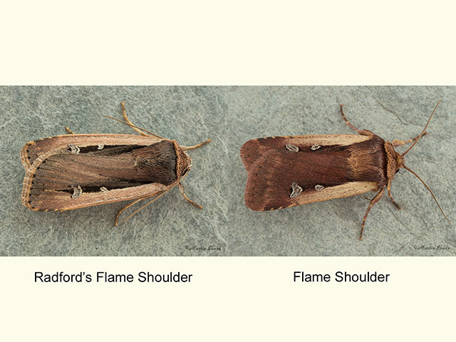  73.330 Radford's Flame Shoulder and Flame Shoulder Copyright Martin Evans 