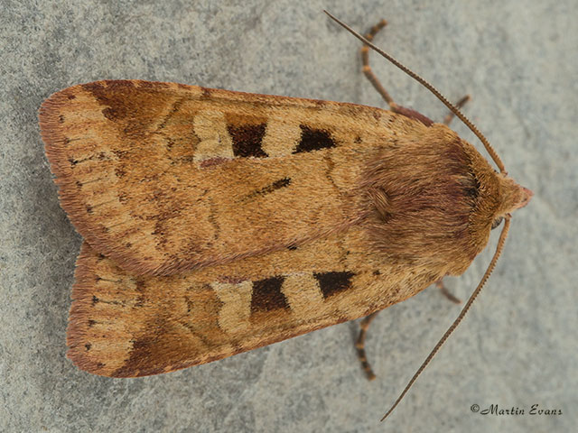  73.333 Ingrailed Clay Copyright Martin Evans 