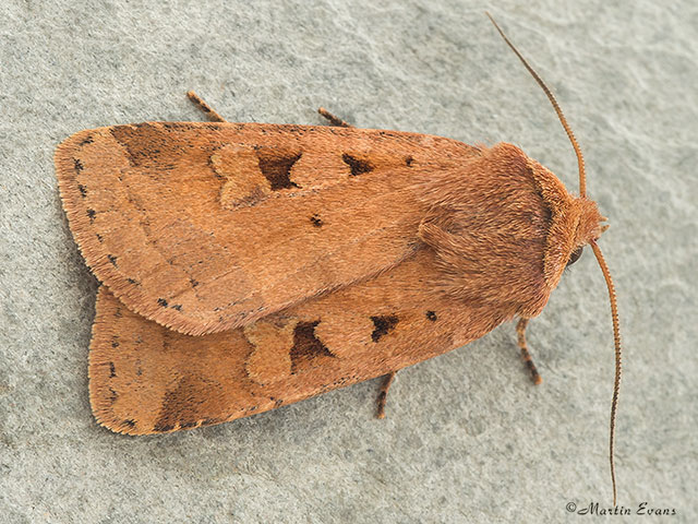  73.333 Ingrailed Clay Copyright Martin Evans 