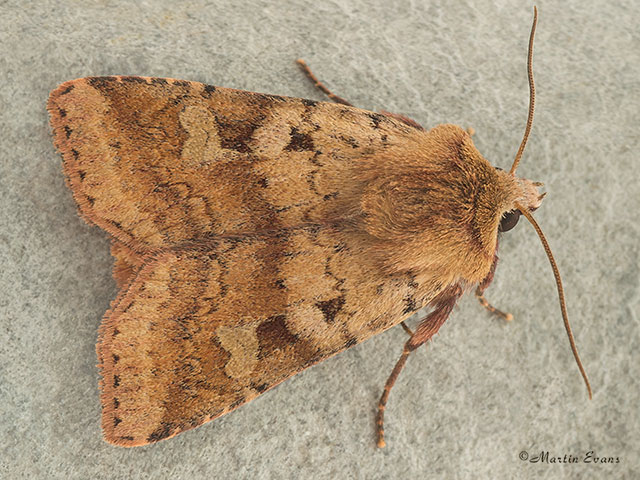  73.333 Ingrailed Clay Copyright Martin Evans 