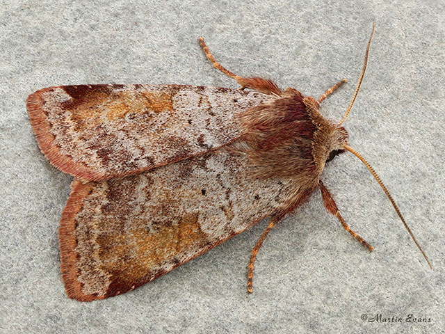  73.333 Ingrailed Clay Copyright Martin Evans 