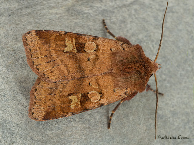  73.333 Ingrailed Clay Copyright Martin Evans 