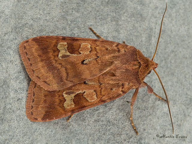  73.333 Ingrailed Clay Copyright Martin Evans 
