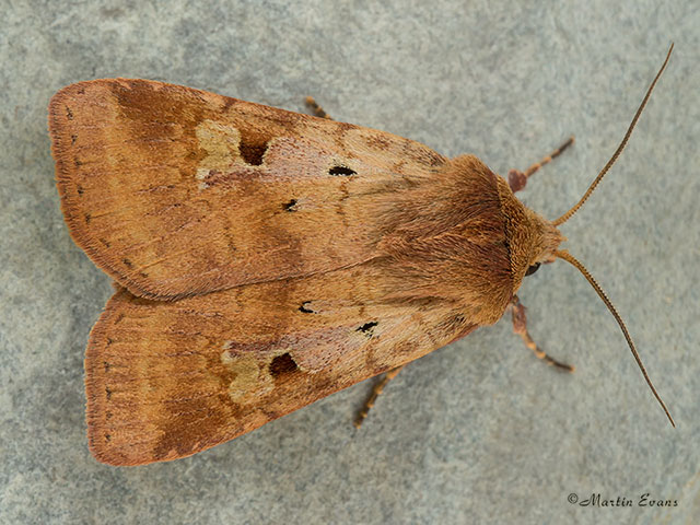  73.333 Ingrailed Clay Copyright Martin Evans 