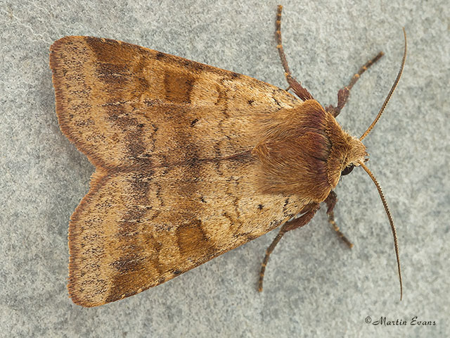  73.333 Ingrailed Clay Copyright Martin Evans 