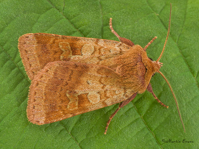  73.333 Ingrailed Clay Copyright Martin Evans 