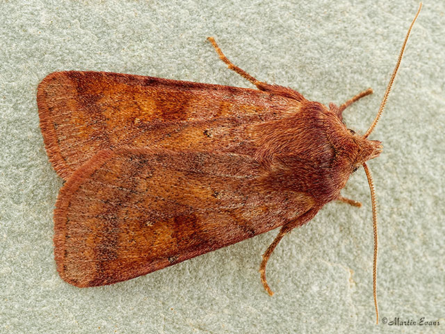  73.333 Ingrailed Clay Copyright Martin Evans 