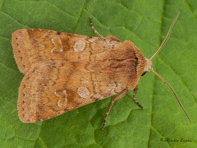  73.333 Ingrailed Clay Copyright Martin Evans 