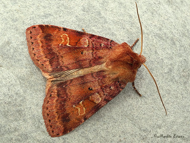  73.333 Ingrailed Clay Copyright Martin Evans 