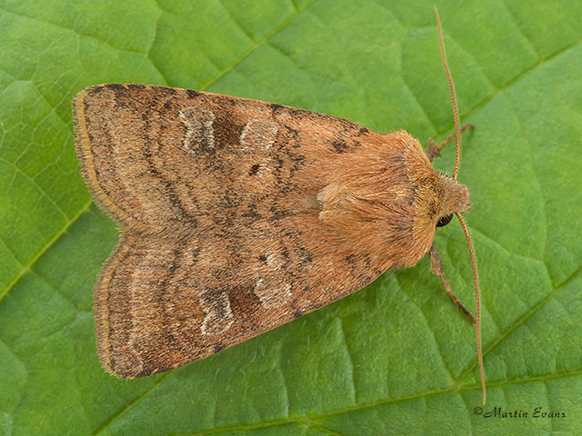  73.334 Small Square-spot Copyright Martin Evans 