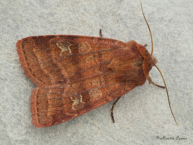  73.334 Small Square-spot Highland form Copyright Martin Evans 