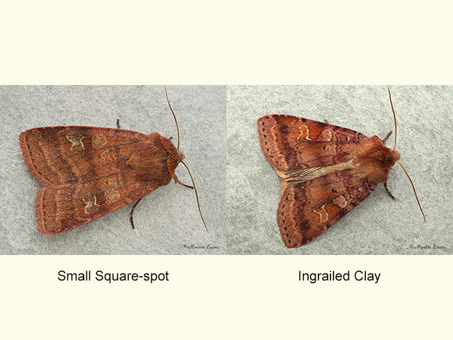  73.334 Small Square-spot Highland form and Ingrailed Clay Copyright Martin Evans 