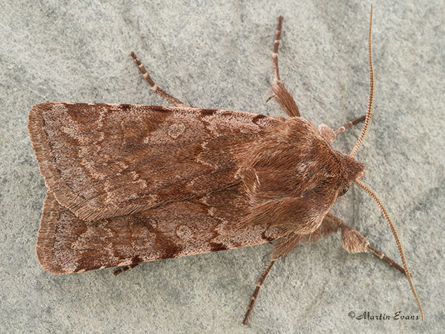  73.336 Red Chestnut Copyright Martin Evans 