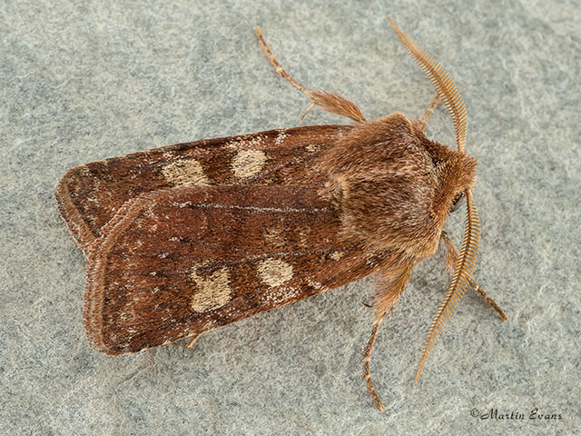  73.337 White-marked Copyright Martin Evans 