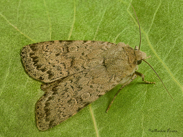  73.339 Dotted Rustic Copyright Martin Evans 