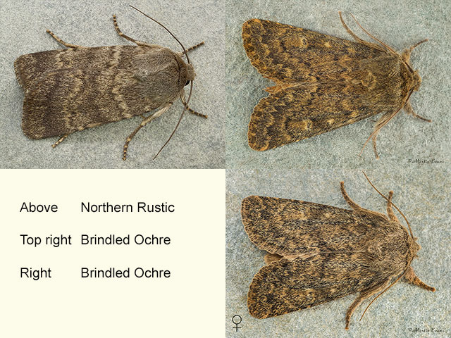  73.341 Northern Rustic and Brindled Ochre Copyright Martin Evans 