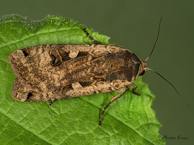  73.342 Large Yellow Underwing Copyright Martin Evans 