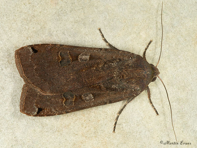  73.342 Large Yellow Underwing Copyright Martin Evans 
