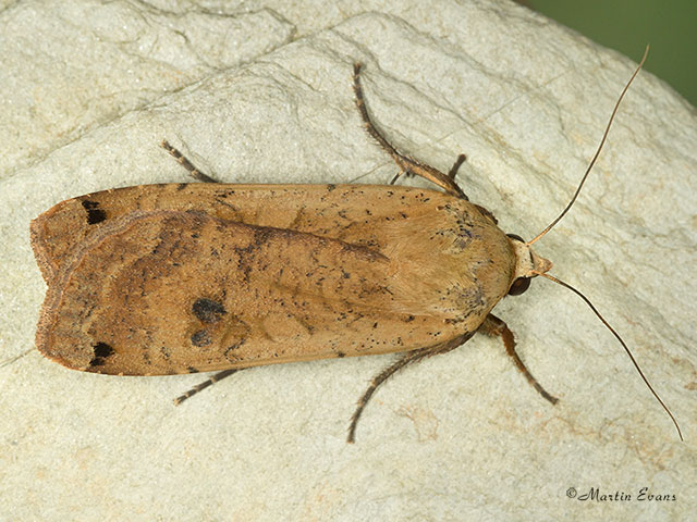  73.342 Large Yellow Underwing Copyright Martin Evans 