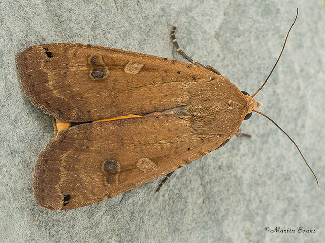  73.342 Large Yellow Underwing Copyright Martin Evans 