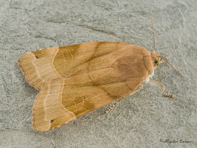  73.343 Broad-bordered Yellow Underwing Copyright Martin Evans 