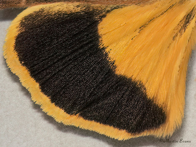  73.343 Broad-bordered Yellow Underwing (underwing) Copyright Martin Evans 