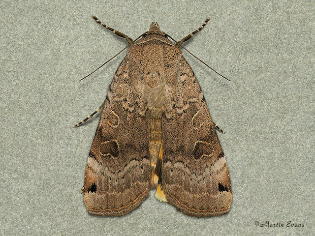  73.344 Lunar Yellow Underwing Copyright Martin Evans 