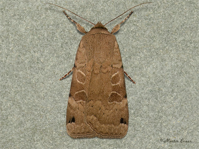  73.344 Lunar Yellow Underwing Copyright Martin Evans 