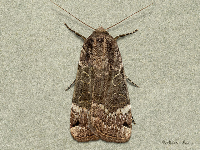  73.344 Lunar Yellow Underwing very dark form Copyright Martin Evans 