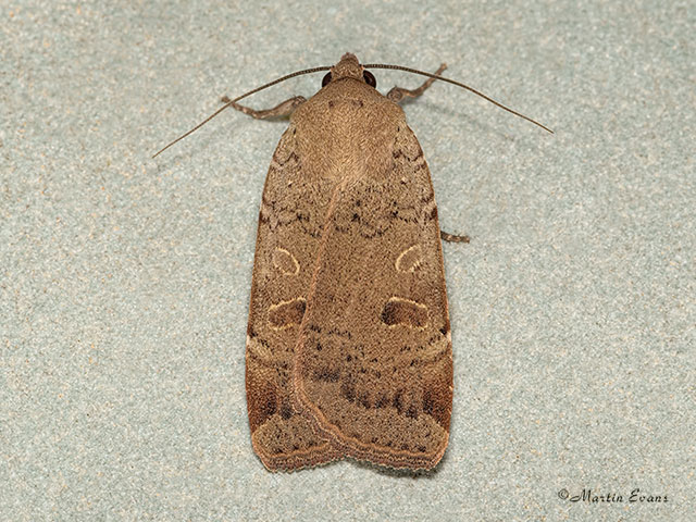  73.345 Lesser Yellow Underwing Copyright Martin Evans 