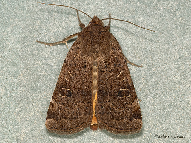  73.345 Lesser Yellow Underwing Copyright Martin Evans 