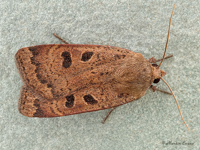 73.345 Lesser Yellow Underwing Copyright Martin Evans 