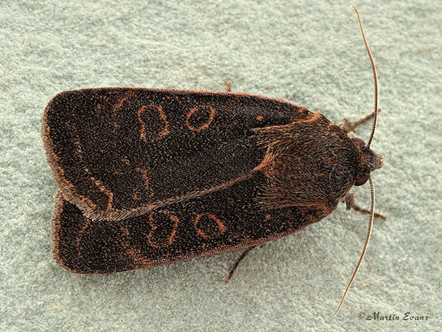  73.345 Lesser Yellow Underwing Copyright Martin Evans 