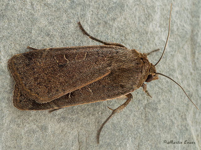  73.345 Lesser Yellow Underwing Copyright Martin Evans 