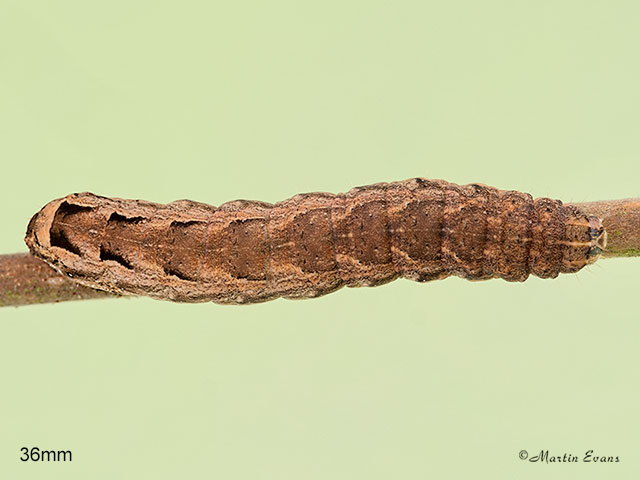  73.345 Lesser Yellow Underwing larva 36mm Copyright Martin Evans 