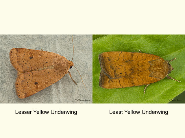  73.345 Lesser Yellow Underwing and Least Yellow Underwing Copyright Martin Evans 