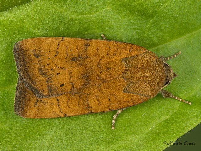  73.346 Least Yellow Underwing Copyright Martin Evans 