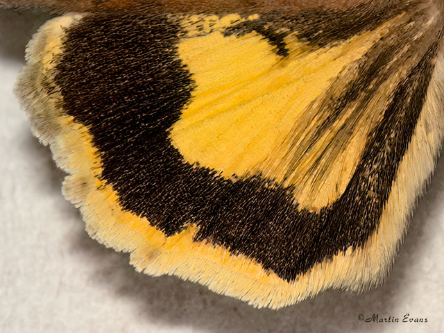  73.346 Least Yellow Underwing (underwing) Copyright Martin Evans 